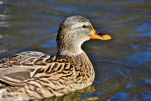 duck, mallard, water bird-3967027.jpg
