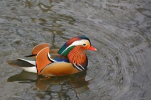 mandarin duck, lake, water bird-7854729.jpg